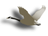 Captcha image 1191